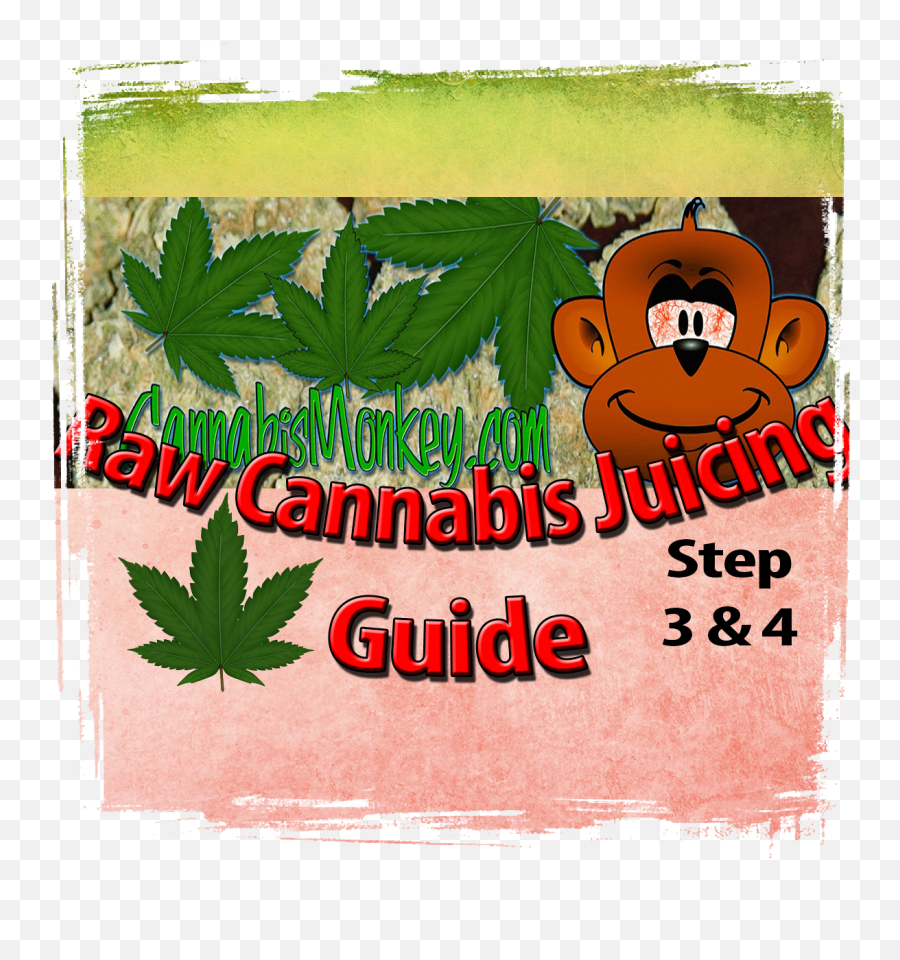Raw Cannabis Juicing Guide Step 3 U0026 4 - Cannabismonkeycom Poster Png,Marijuana Leaf Transparent