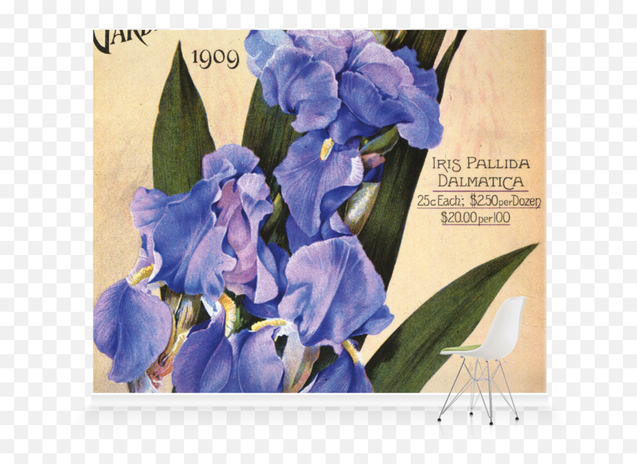 Iris Pallida Dalmaticau0027 Wallpaper Mural Surfaceview - Iris Sanguinea Png,Iris New York Fashion Icon