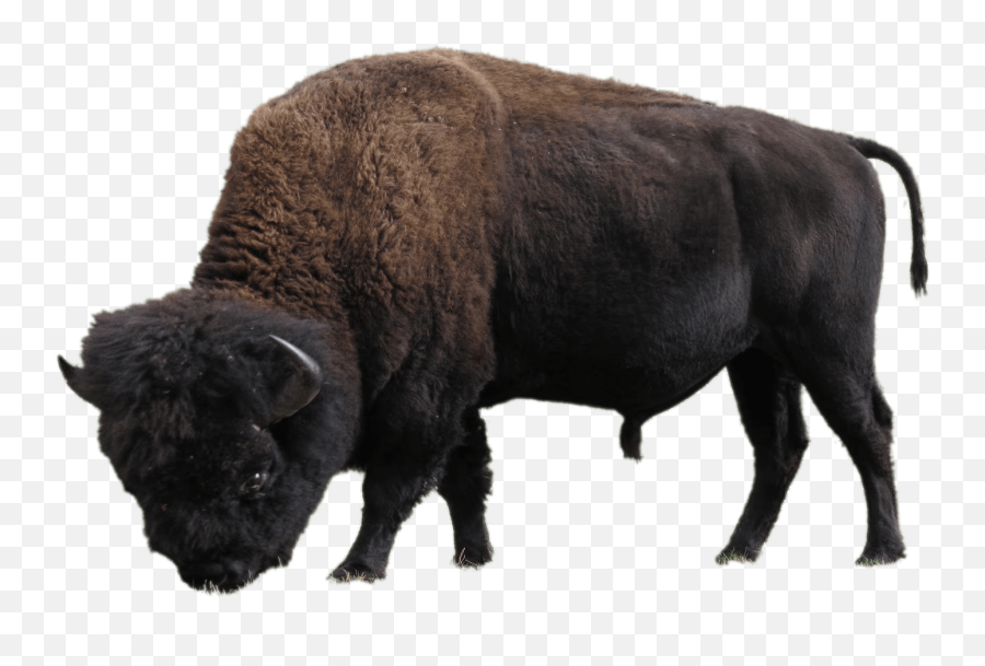 Bison Transparent Png - American Bison Png,M Bison Png