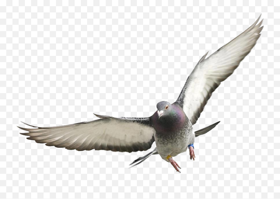 Download Hd Pigeons And Doves Transparent Png Image - Pigont Png,Pigeons Png