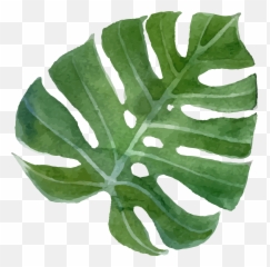 Vector Tropical Leaf Png Transparent Cartoon - Jingfm