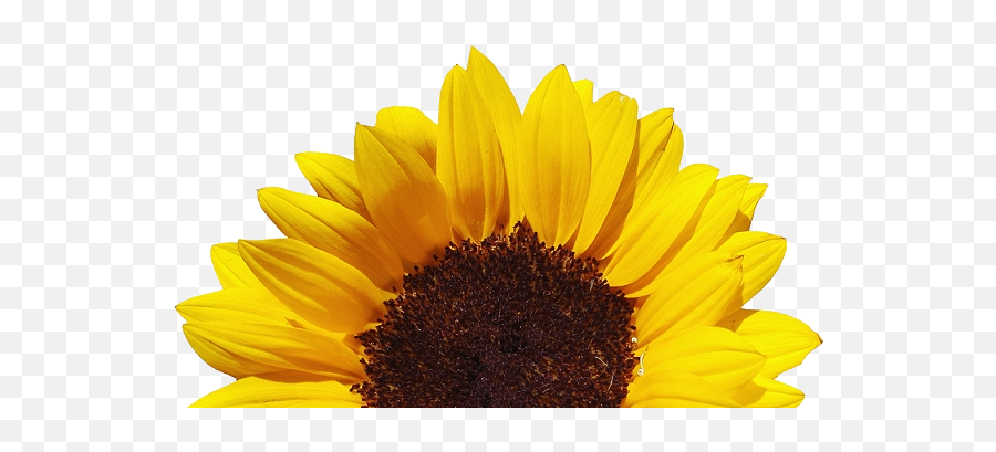 Download Stoney Bologna - Clear Background Sunflower Png Transparent Sunflower Png,Sunflowers Transparent