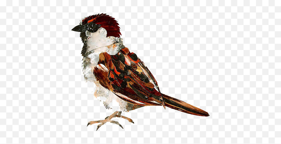 Sparrow Png Free Download