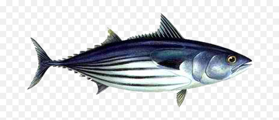 Download Free Png Skipjack Tuna - Safe Catch Tuna,Aku Png