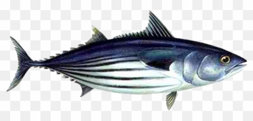 Download Free Png Skipjack Tuna - Safe Catch Tuna,Aku Png