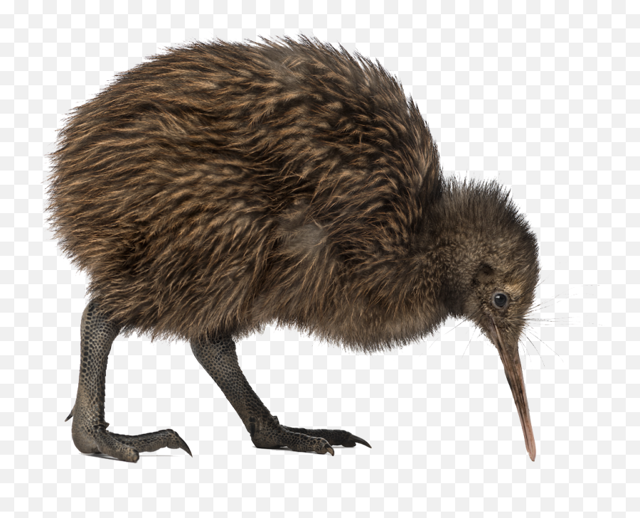 Kiwi Bird - Kiwi Bird Png,Bird Png Transparent