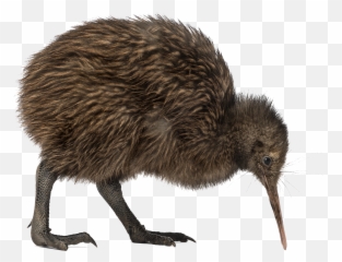 Kiwi Bird - Png