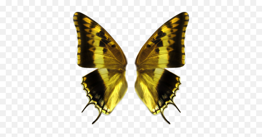 Butterfly Wing Transparent Png - Real Butterfly Wings Vector,Butterfly Wing Png