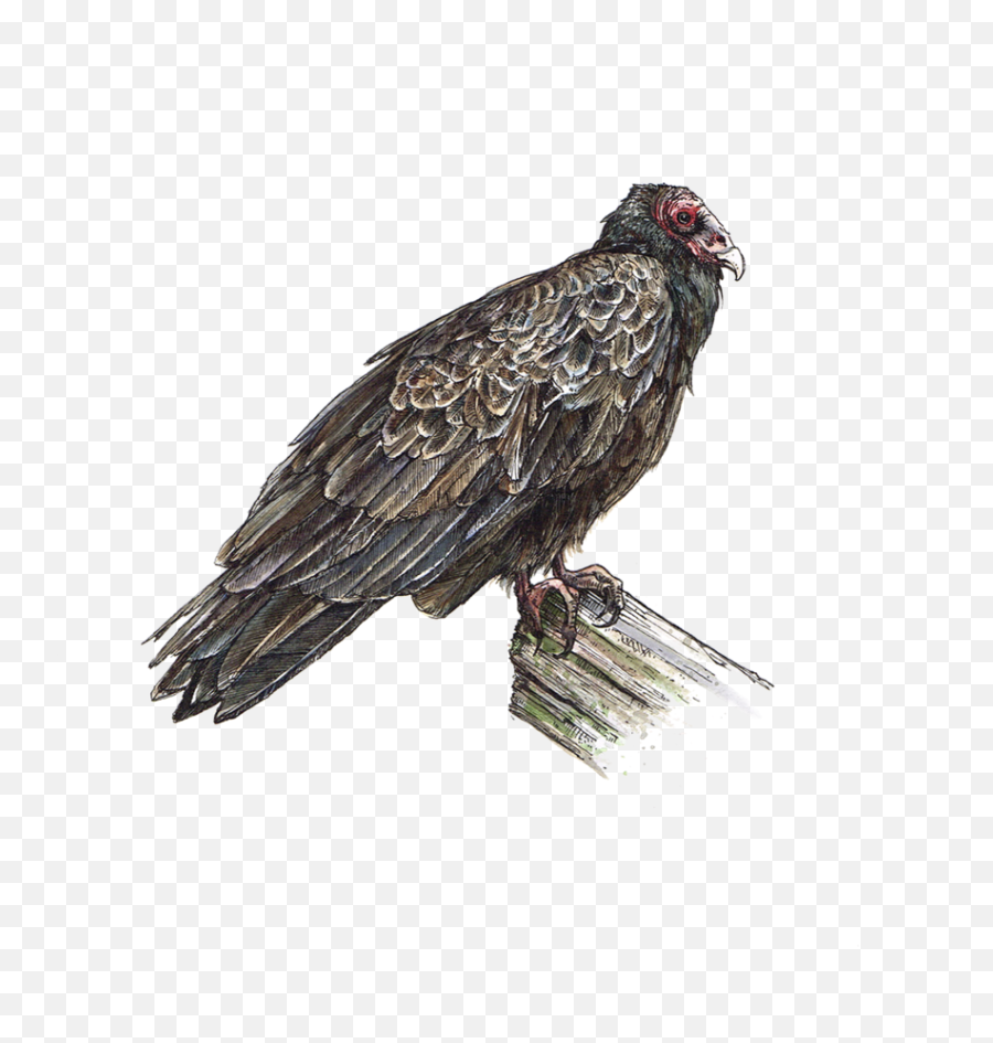 Ericktoussaint - Turkey Vulture Png,Vulture Png