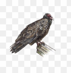 Ericktoussaint - Turkey Vulture Png,Vulture Png