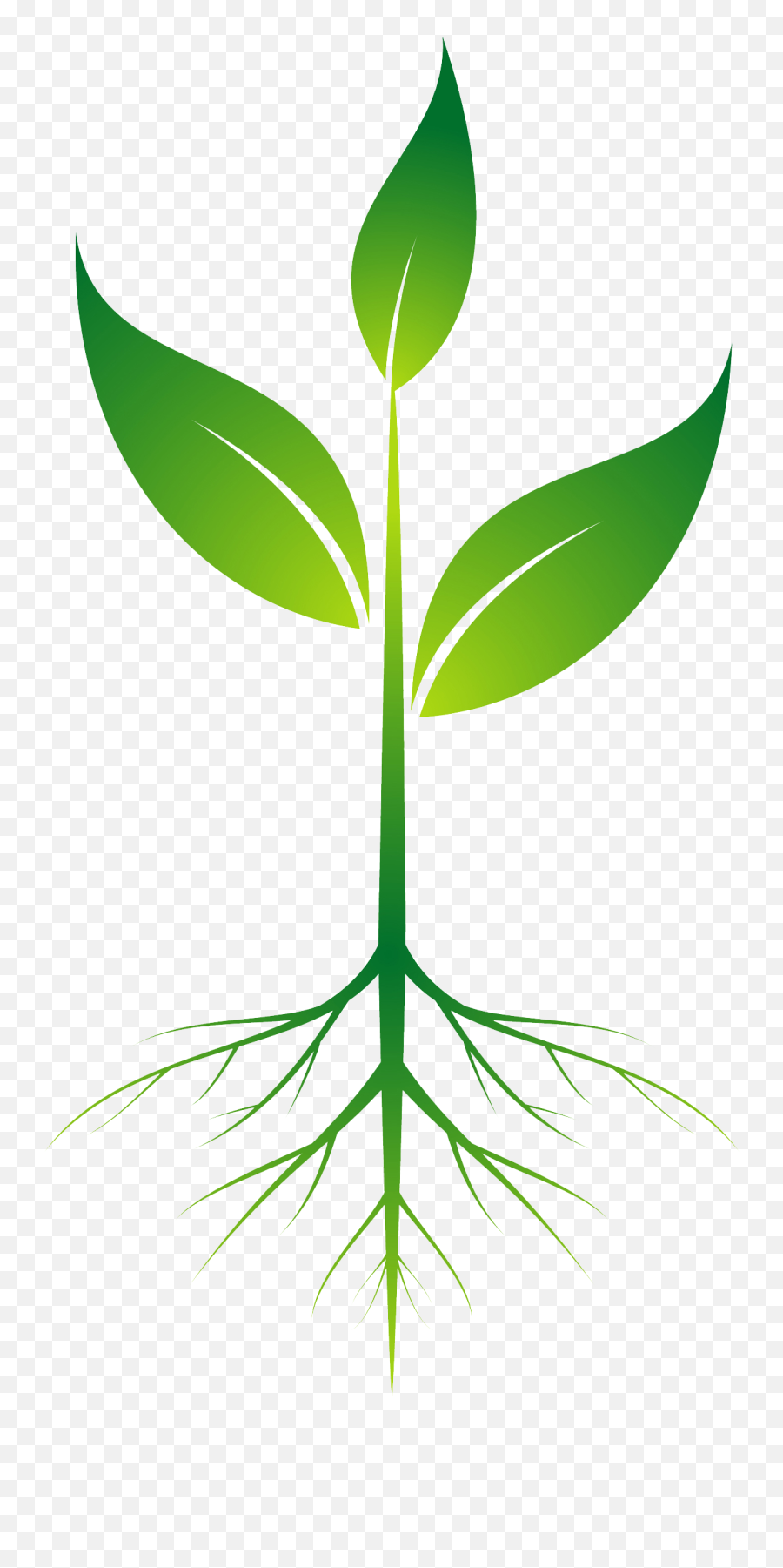 Sprout Vector - Transparent Background Plant Clipart Png,Plant Transparent Background