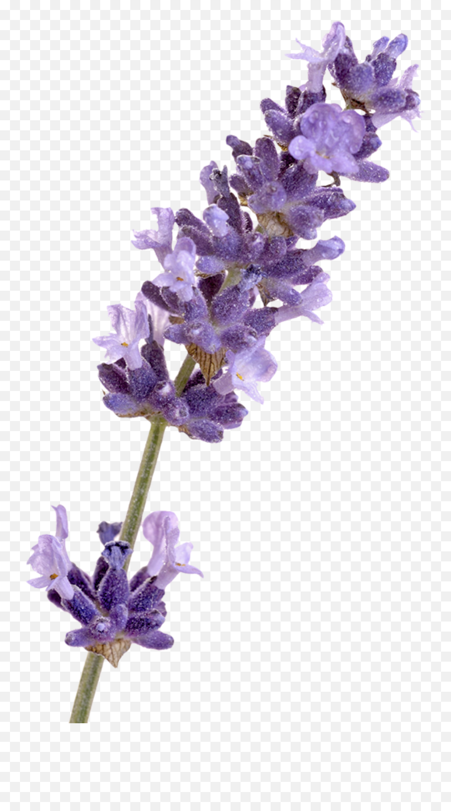 English Lavender - Transparent Lavender Flowers Png,Lavender Png