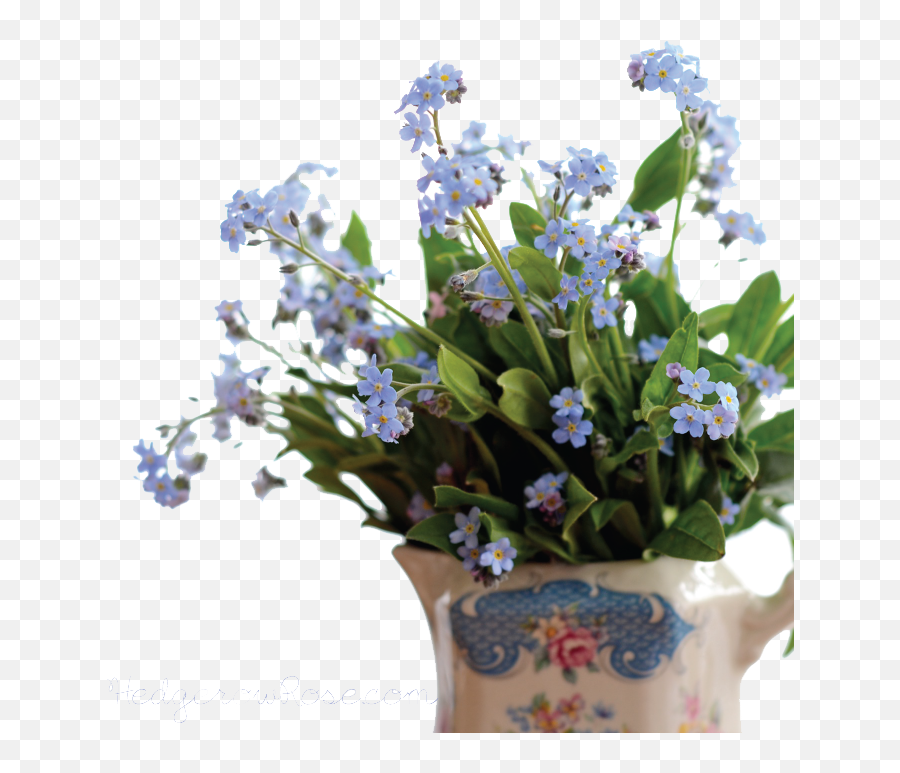 Download Forget Me Not Png Pic - Portable Network Graphics,Forget Me Not Png
