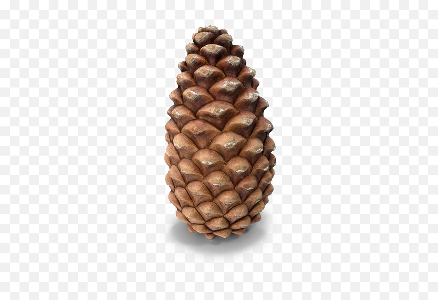 Pine Cone Png Transparent - Pine Cone Transparent Background,Pine Cone Png