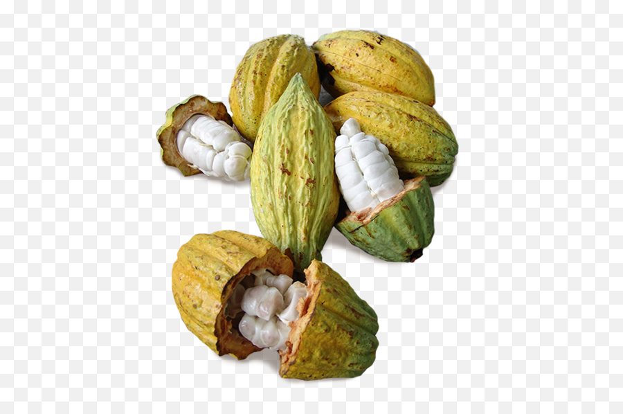 Cacao Png - Cacao Pod High Resolution,Cacao Png