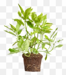 Elho - Flowerpot Png,Gold Dust Png