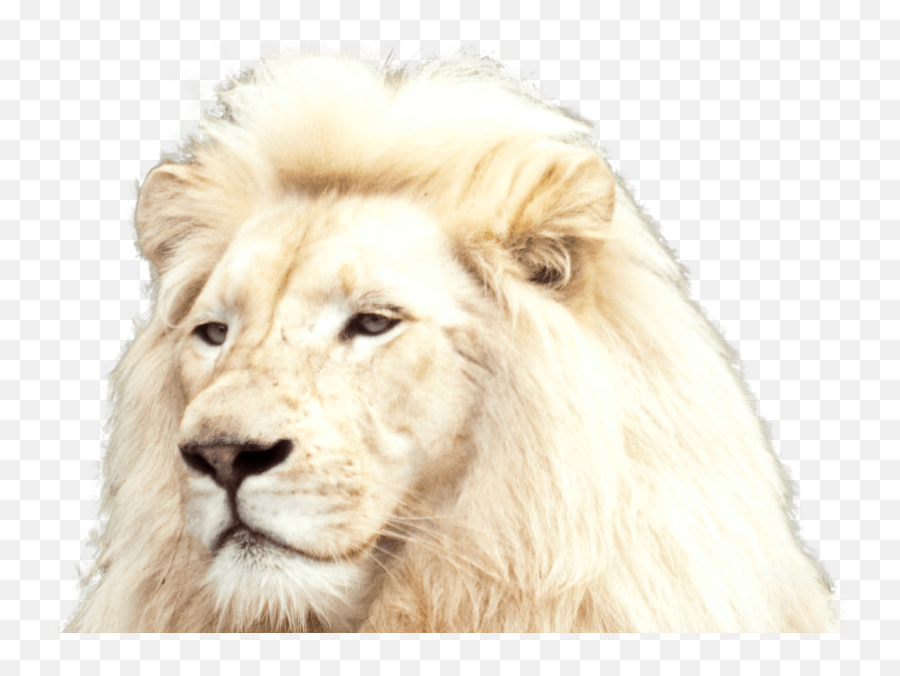 Download White Lion Foreground - White Lion Full Size Png White Lion Pictures Download,Lion Face Png