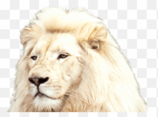 Download White Lion Foreground - Full Size PNG Pictures