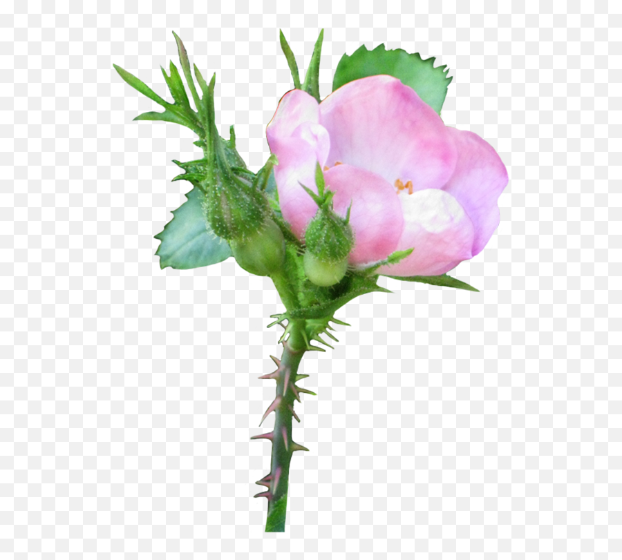 Beautiful Free Rose Clipart - Growing Flower Png No Background,Pink Rose Transparent Background