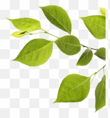 Feather Branch With Green Leaves - Sweet Birch png