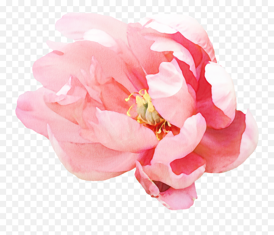 Floral Wall Decals - Peony 3 Peony Png,Peony Transparent