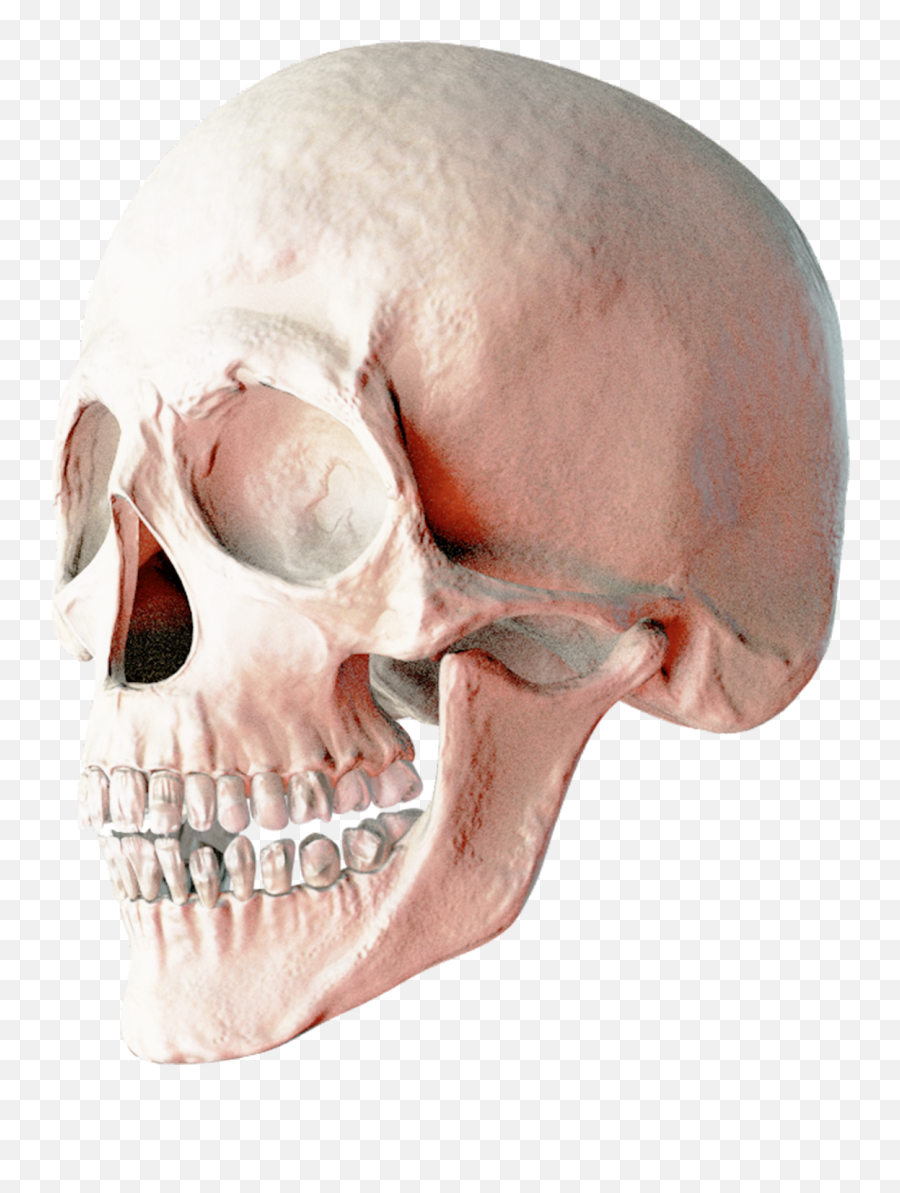 Skull Png Images Free Download - Skull Png Hd,Skull Face Png