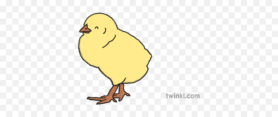 Baby Chick Illustration - Baby Chick Illustration Png,Baby Chick Png