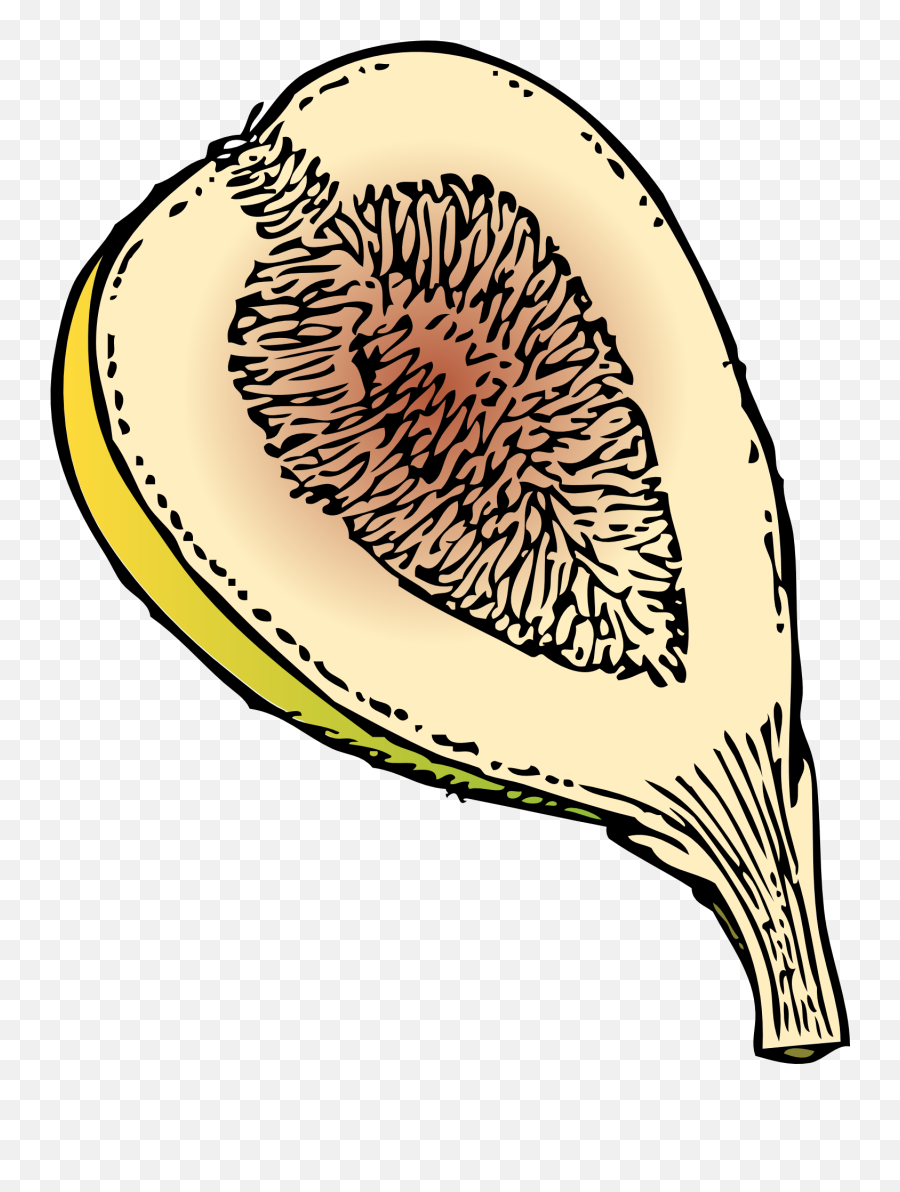 Drawing Of Ripe Sweet Fig Fruit - Fig Clip Art Png,Fig Png