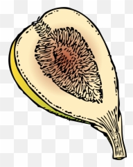 Drawing Of Ripe Sweet Fig Fruit - Fig Clip Art Png,Fig Png