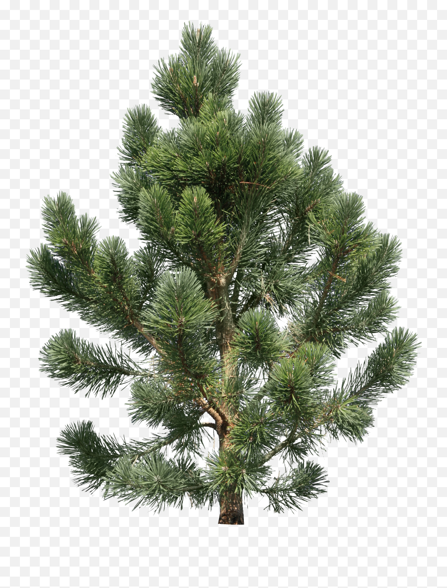 Download Pine Tree Free Png Transparent Image And Clipart - Tree Bird Eye Png,Pine Tree Transparent