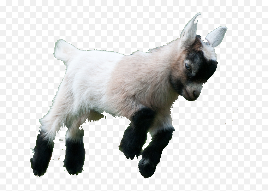 Goat Transparent Background - Baby Goat Transparent Background Png,Goats Png