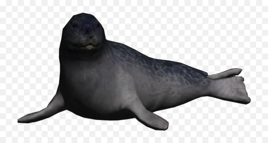 Download Portrait Seal Ringed - Seal Animals Png,Sea Lion Png