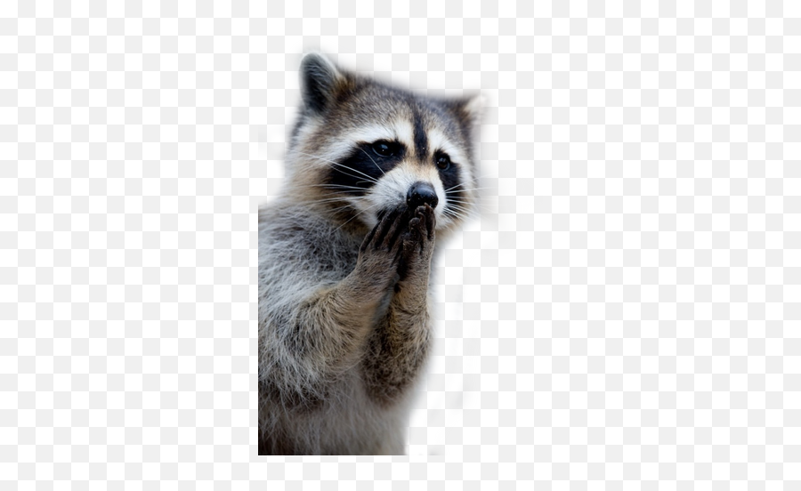 Raccoon Png Images - Transparent Background Png Raccoon,Racoon Icon