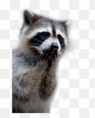 Raccoon Png Images - Transparent Background Png Raccoon,Racoon Icon
