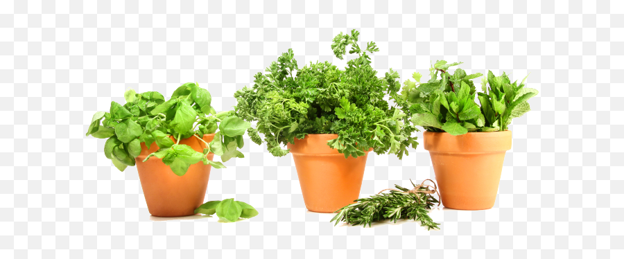 The Green Thumb Almanac - Herbs Herb Plant Potted Png,Herbs Png
