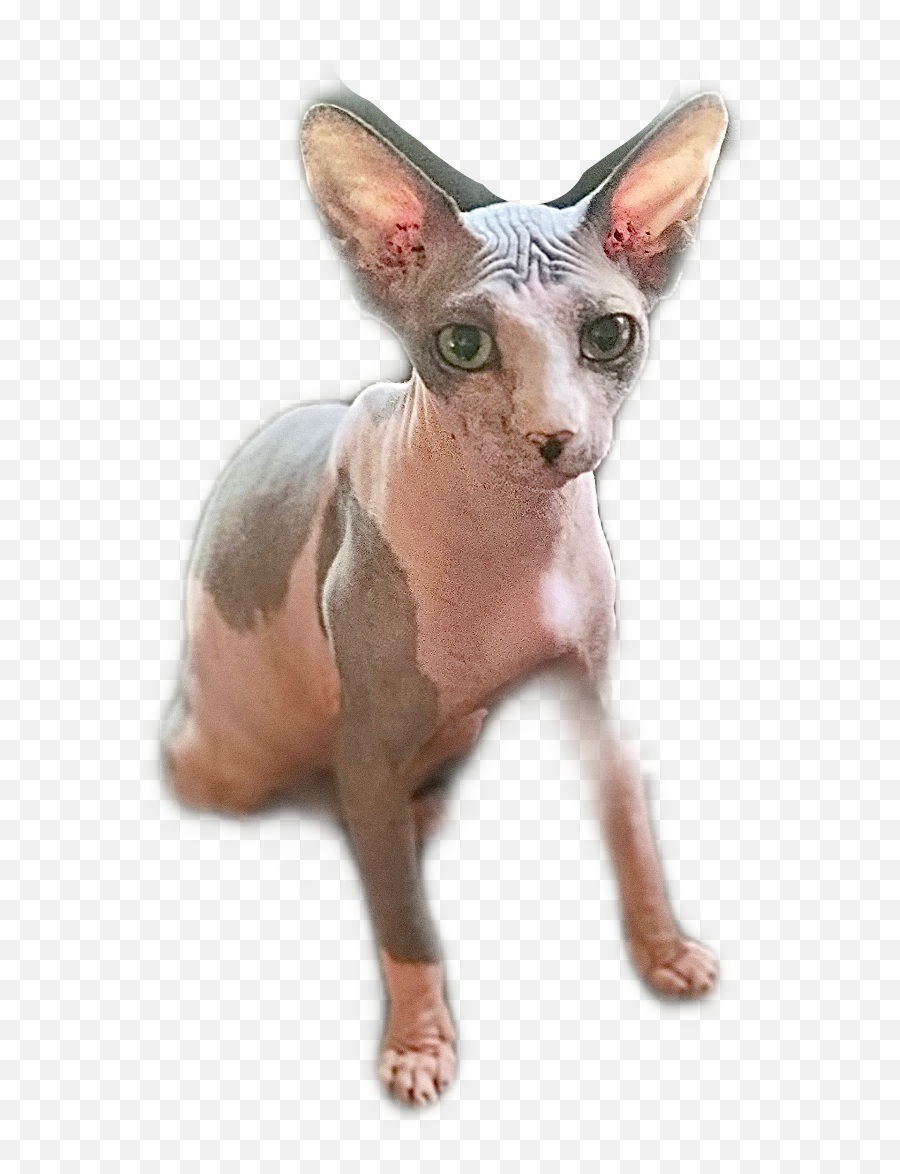 Home - Fat Kitty City Sphynx Cat Png,Fat Cat Icon