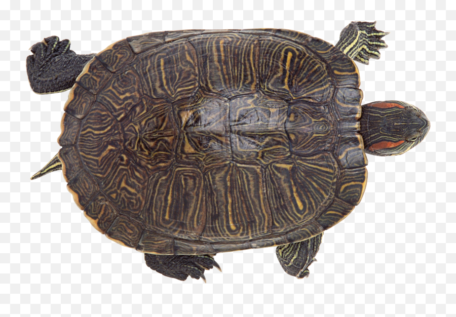 Turtle Icon Png 20712 - Web Icons Png Map Turtle Transparent Background,Oblivion Icon