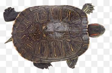 Turtle Icon Png 20712 - Web Icons Png Map Turtle Transparent Background,Oblivion Icon