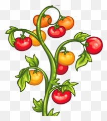 Tomato Plants Clipart Png Image - Tomato Plant Clipart Transparent,Tomato Clipart Png