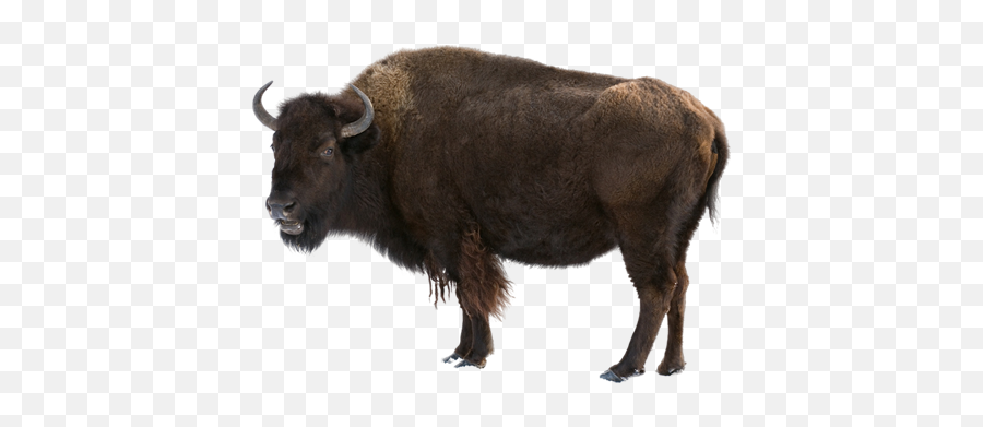Bison Png 3 Image - Buffalo,M Bison Png