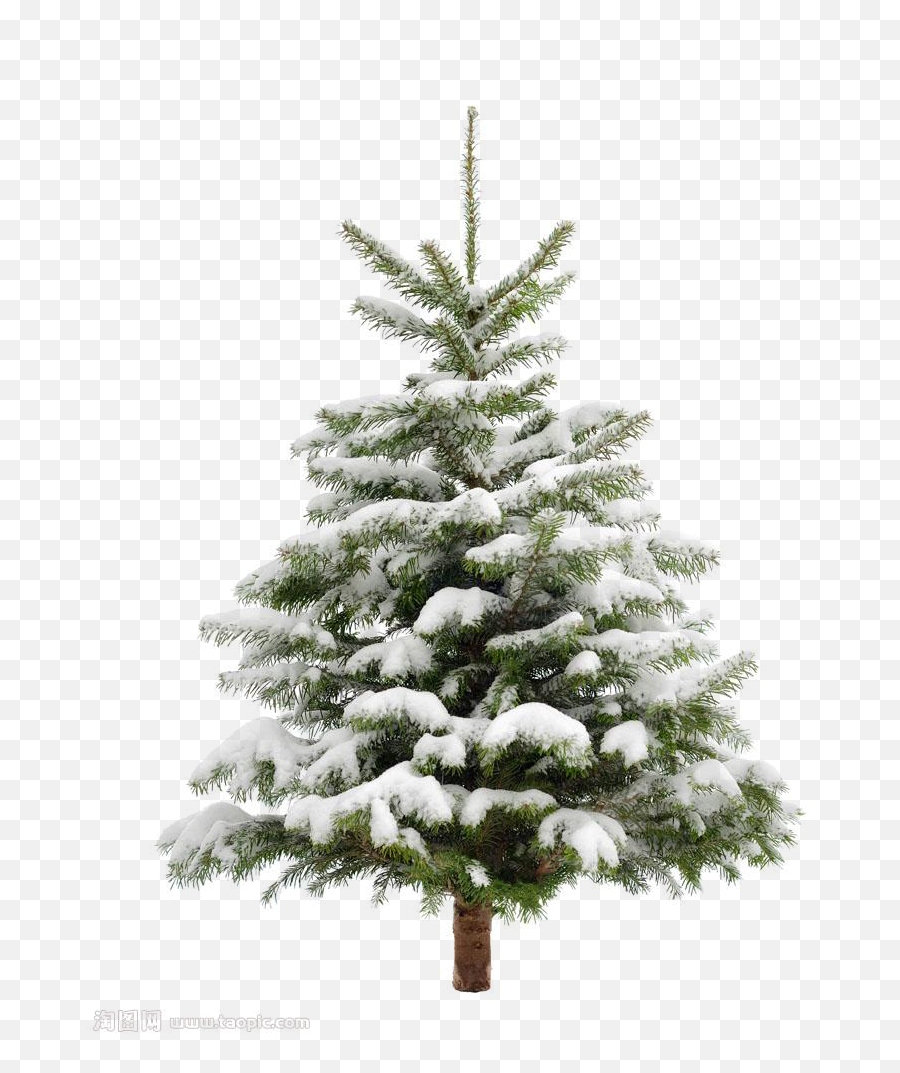 Download Pine Tree Snow Christmas Fir Trees Transprent Clip - Snowy Pine Tree Png Transparent,Snow Trees Png