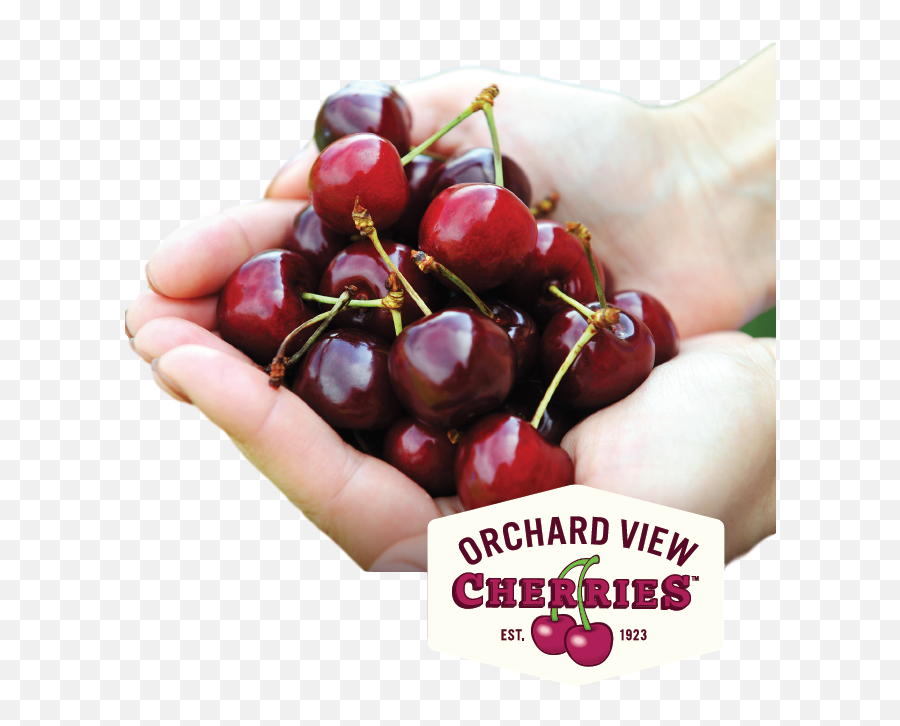 Cherry Recipes - Archive Orchard View Cherries Orchard Cherry Png,Cherries Png