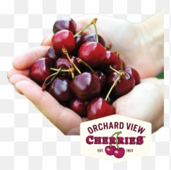 Cherry Recipes - Archive Orchard View Cherries Orchard Cherry Png,Cherries Png