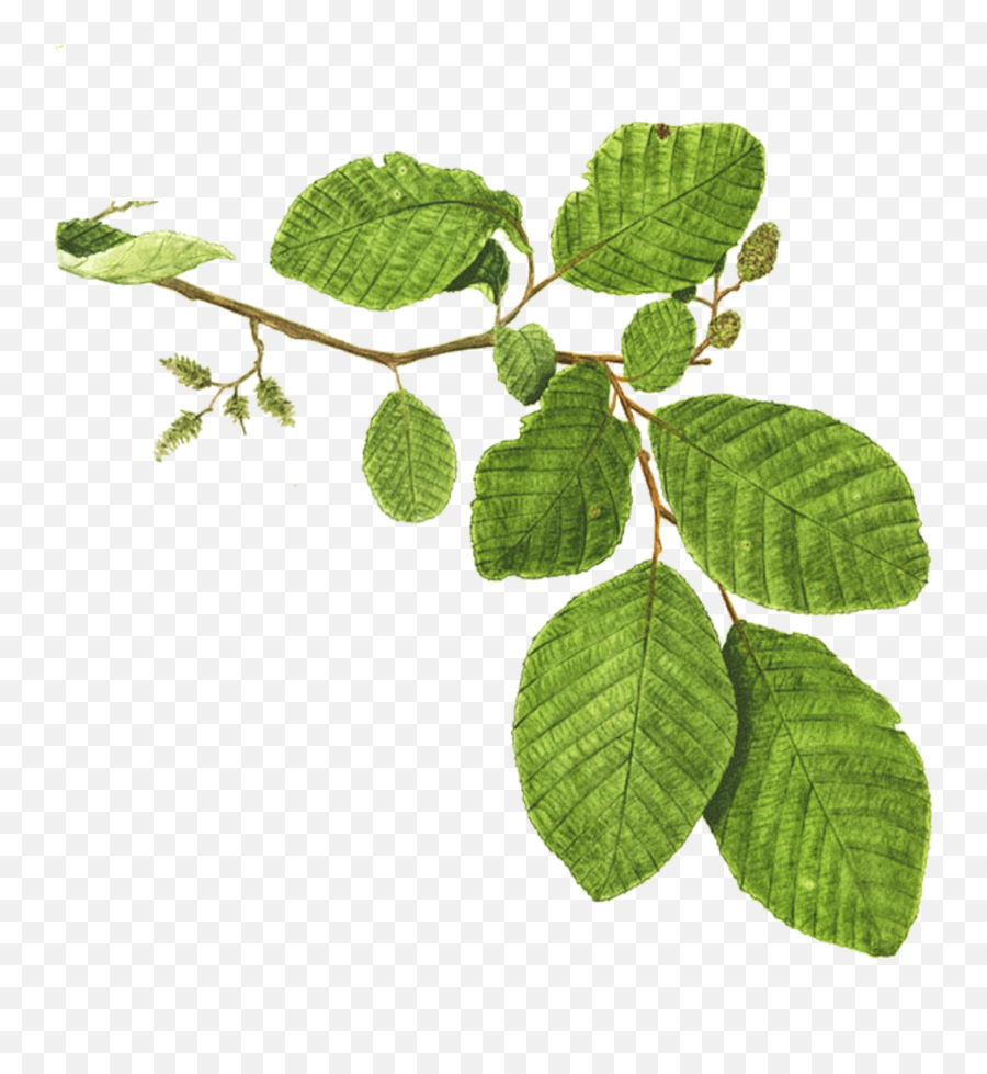 Download Hd Mentha Spicata Branch Plant Mint Leaf - Mint Mint Png,Mint Leaf Png