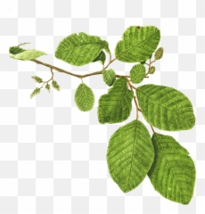 Download Hd Mentha Spicata Branch Plant Mint Leaf - png