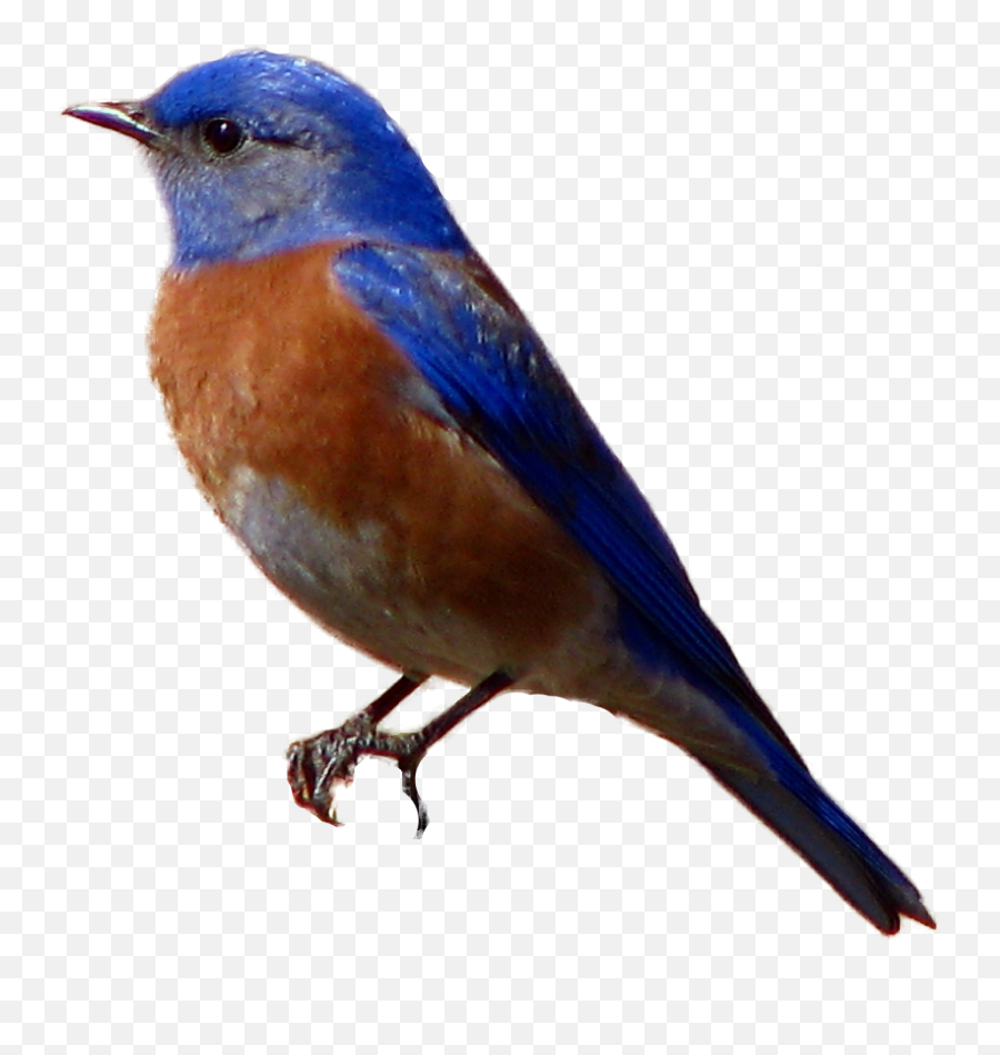 Eastern Bluebird - Transparent Background Blue Bird Png,Bird Png Transparent