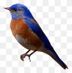 Eastern Bluebird - Transparent Background Bird Png