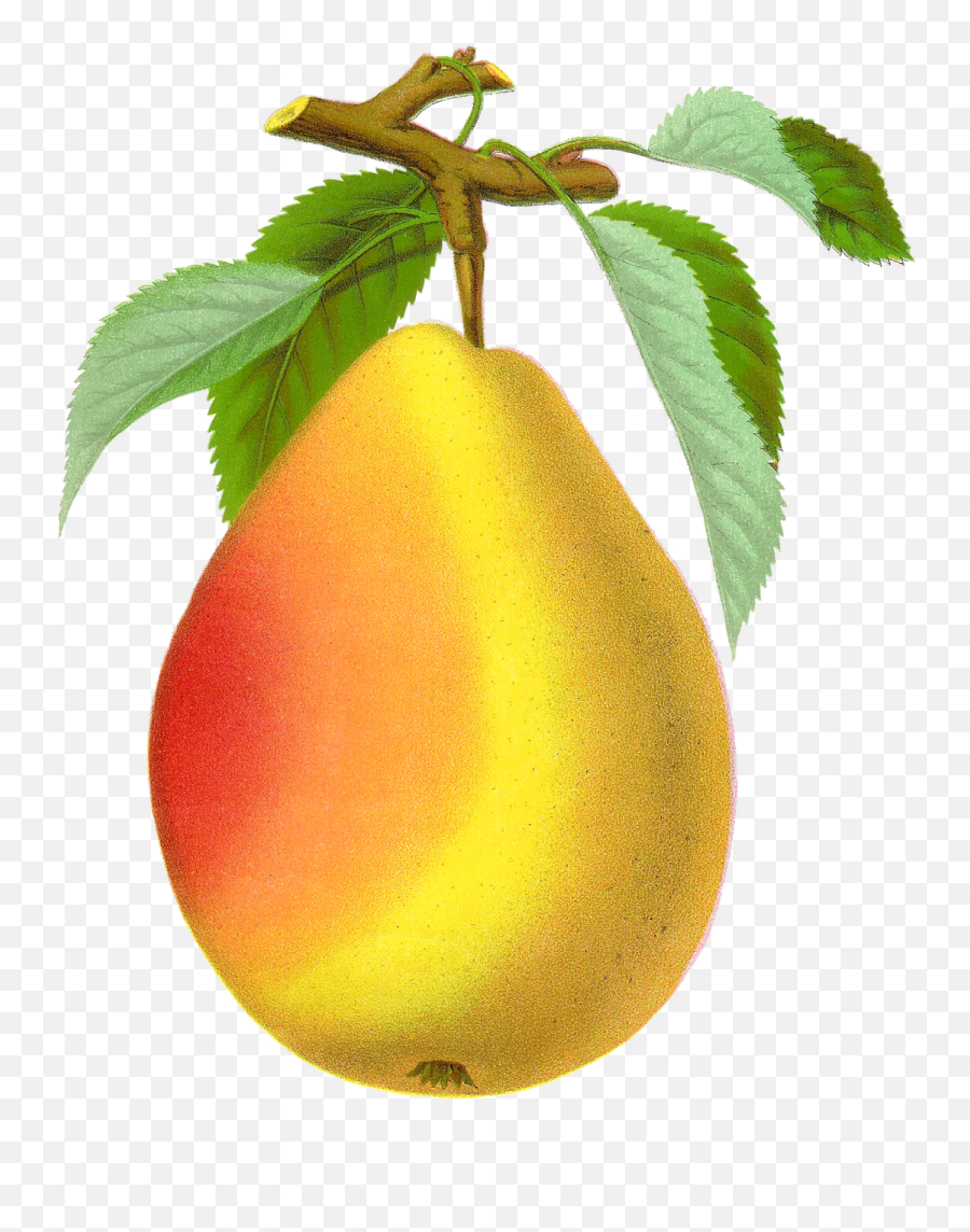 Antique Images Free Digital Vintage Pear Graphic Of Clappu0027s - Vintage Pear Png,Pear Png