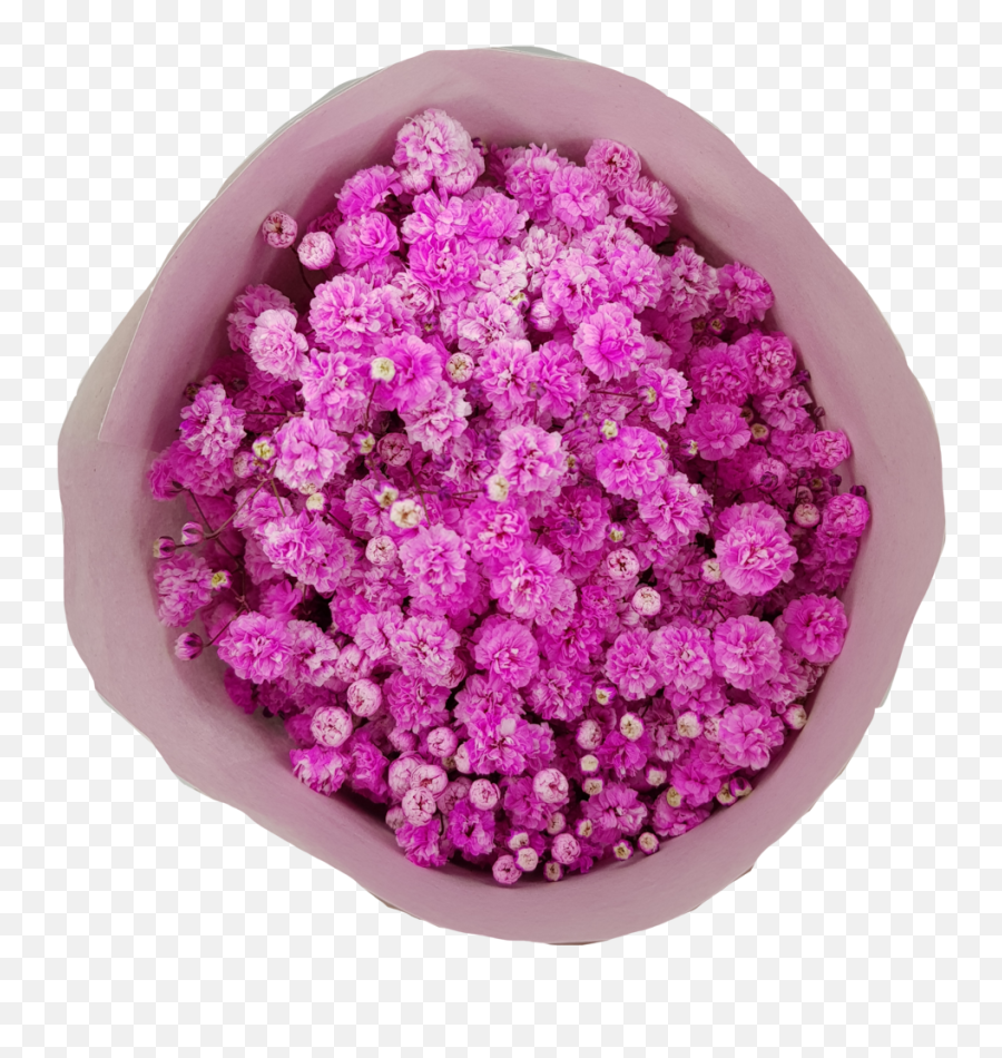 Download Babys Breath Tinted - Artificial Flower Png,Baby's Breath Png