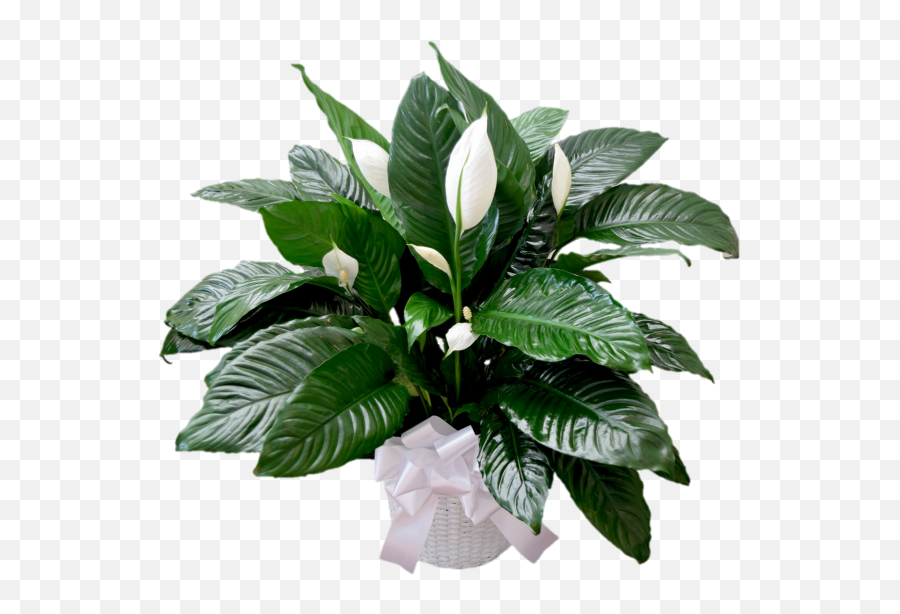 Peace Lily Designs Of The Times Florist Png Transparent